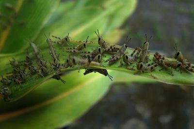 Close-up of grasshoppers on leaf