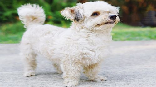 Portrait of white dog