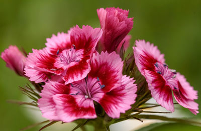 Close-up of pink flowers blooming outdoors