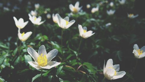 Close-up of white flowers blooming outdoors