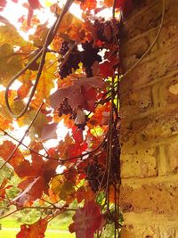 Low angle view of leaves on tree