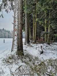 Snow covered trees in forest