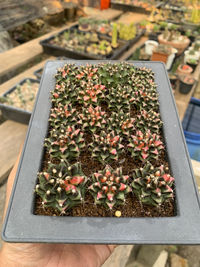 High angle view of potted plants