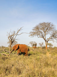 Horse on field against sky