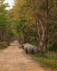 View of rhinoceros in forest