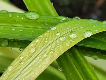 Close-up of water drops on blade of grass