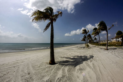 palm tree