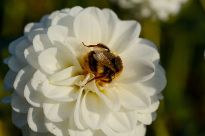 Close-up of insect on white flower