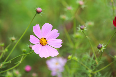 Close-up of pink cosmos flower on field