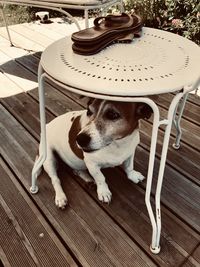 High angle view of dog looking at camera on table