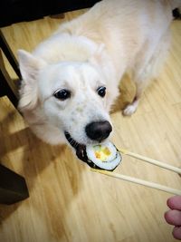 High angle view of dog eating food on floor