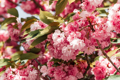 Close-up of white cherry blossom