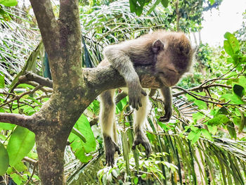 Monkey on tree in forest