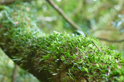 Close-up of plant growing on field