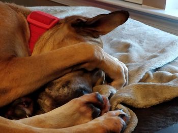 Close-up of dog sleeping on bed