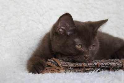 Close-up portrait of cat