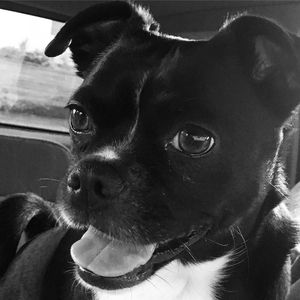 Close-up portrait of a dog