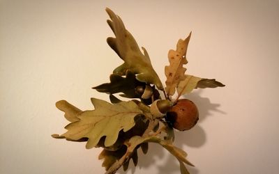 Close-up of dry leaves against white background