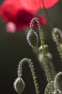 Close-up of fern