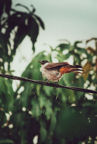 Low angle view of bird perching on plant
