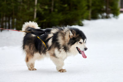 Running malamute dog on sled dog racing. winter dog sport sled competition. alaskan malamute dog