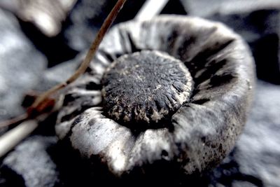 Close-up of frozen plant