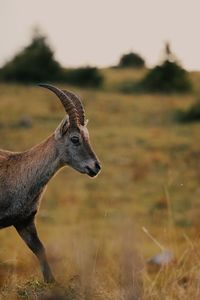 Female ibex from creux du van near neuchatel in switzerland. 