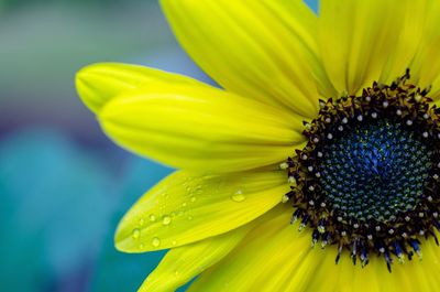 Close-up of yellow flowering plant