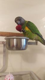 Close-up of bird perching on feeder at home