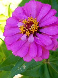 Close-up of pink flower