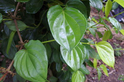 High angle view of plant growing on field