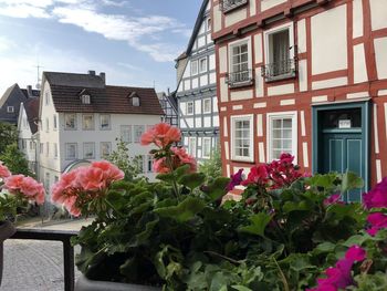 Pink flowering plants by building against sky