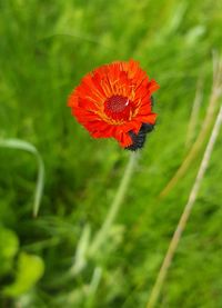 Close-up of red flower blooming outdoors