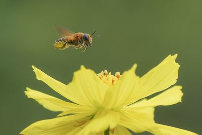 Close-up of insect on yellow flower