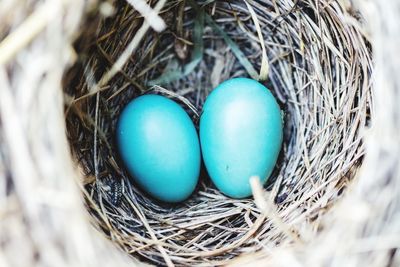 High angle view of eggs in nest