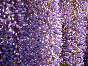 Full frame shot of purple flowering plants