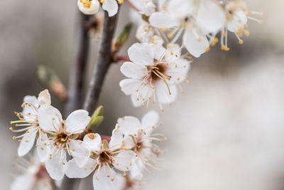 Close-up of white cherry blossom