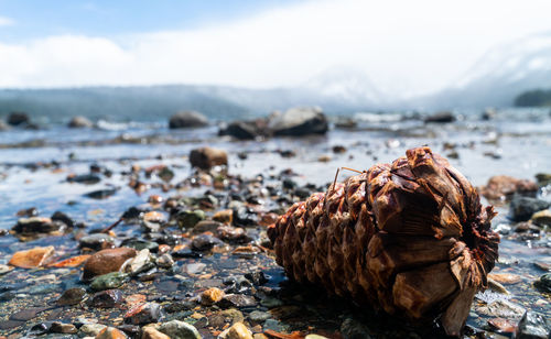 Pine cones and pebbles on a lake shore