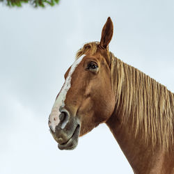 Side view of an animal looking away against sky