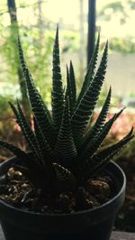 Close-up of cactus plant