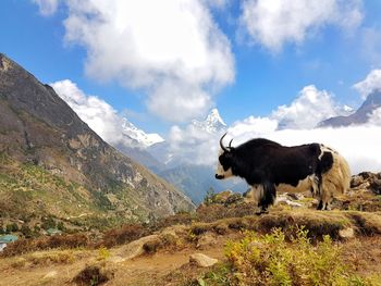 Cows on mountain against sky