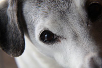 Close-up portrait of dog