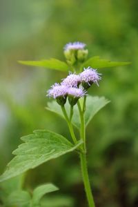 Close-up of purple flowering plant