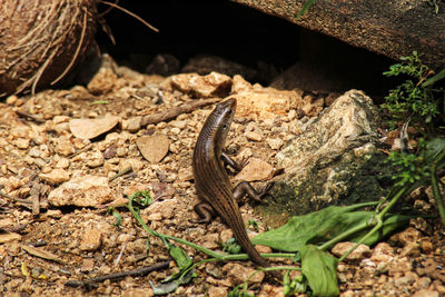 High angle view of lizard on land