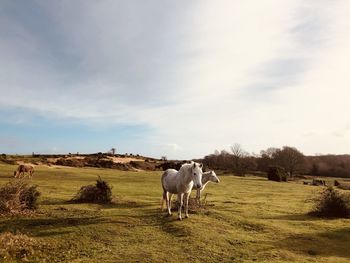 Horses in a field