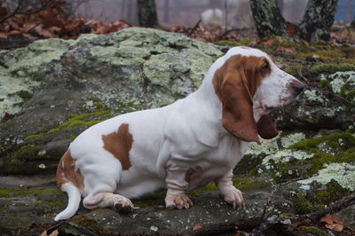 Close-up of dog sitting on rock