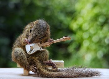 Close-up of squirrel