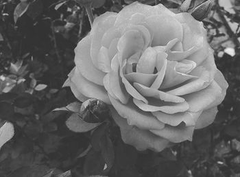 Close-up of rose blooming outdoors