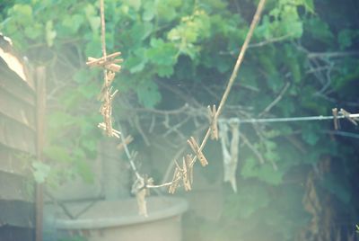 Close-up of spider web on plant