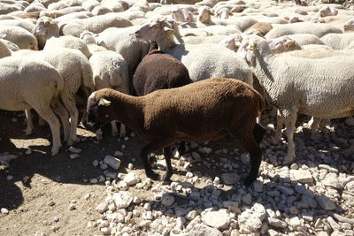 Flock of sheep on landscape